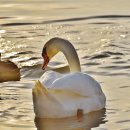 닭오리의 꿈 이미지