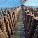 봄맞이 표고농장 이미지