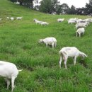 농장축산직거래 이미지