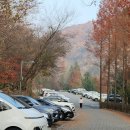 장태산휴양림 | 장태산 휴양림 단풍 절정 방문후기(11월 말 실시간, 포토존, 주차장 정보)