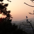 백로서식지 이미지