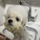 유어펫 살롱 이미지