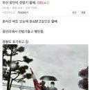 보배펌) 부산 광안리 전범기 할배 이미지