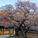 부산기연(유) | 『山寺 미학』 Ⅰ- ▣매화(梅花)▣주련(柱聯)▣용(龍)▣닫집▣산책▣꽃살문▣영주 성혈사 나한전 꽃살문...