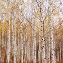 자작&white 이미지