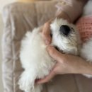 전주애견유치원 고마워복실아 이미지