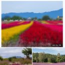 고석정 꽃밭과 어렵게 간 장욱진 미술관 이미지