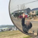 공주 배다리 유적 | [공주 가볼만한곳] 공주 당일치기 여행코스 소개! (공산성/메타세콰이어숲길/맛집 등)