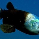 바다속이야기 이미지