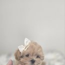 인천강아지분양 판도라독 가정분양 | 판도라독에서 만난 나의 소중한 반려견, 인천강아지분양 후기