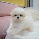 럽댕 강아지분양 | 대구비숑 만날 수 있었던 대구강아지 럽댕 방문 후기