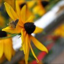 행복flower