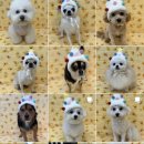 멍멍이 클럽 이미지