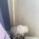 뽀글뽀글 반려견 유치원&호텔 이미지