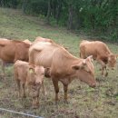 삼수령목장 이미지