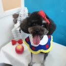 애견샵 컬리독 이미지