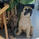 해피애견 이미지