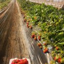 예담농장 이미지