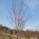 여주-0511 Daum카페