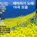 해바라기 노래 16곡 모음 이미지