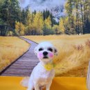 쪼쪼애견 이미지