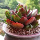 양진농장 이미지