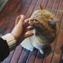 카미소 | 대마도 숙소:)카미소 호텔 숙박 후기