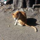 고양이세수 이미지