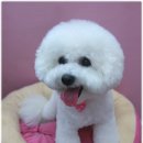 엘리펫 살롱 이미지