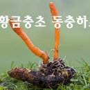 황금충초