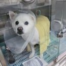 정 메디컬 동물병원 이미지