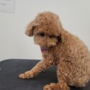 멈머링(mummuring) 이미지