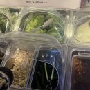 제주꽃돼지 이미지