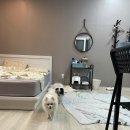 하동애견