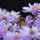 쑥부쟁이 이미지