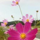 삼성그릇백화점 이미지