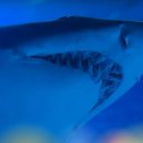 롯데월드아쿠아리움 이미지