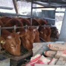 베다니농장 이미지