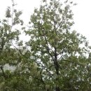 팔용산 등산로 입구 이미지