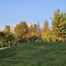 옥정 메타세콰이아길 이미지