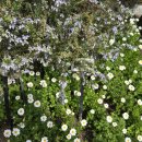 (주)꽃랜드 이미지