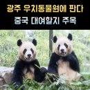 광주광역시 우치동물원 동물병원 | 광주 우치동물원에 판다 올까 이재명 대통령 시진핑 주석에게 대여 요청