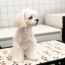 도기그룸 이미지