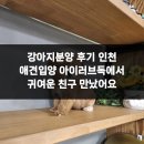 아이러브 독 이미지