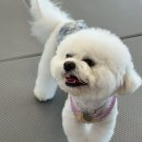 B&B(바비브라운 비숑프리제) | 울산애견유치원 바비브라운 비숑프리제 방문 후기