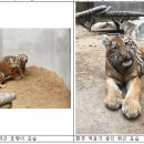 만 마리의 호랑이 이미지