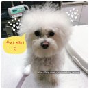 선일메디칼 | 강아지종양제거? 늦을수록 아이 생명에 치명적일 수 있습니다.