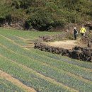 간세다리 이미지