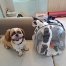 지안동물의료센터 이미지