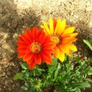 가자니아 이미지